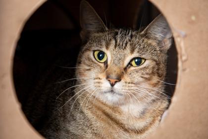 Pretty Girl, a Adoptable Domestic Short Hair in Maumee, OH image 1/2