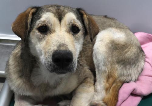 Elaine, Adoptable, Adult Female Shepherd.