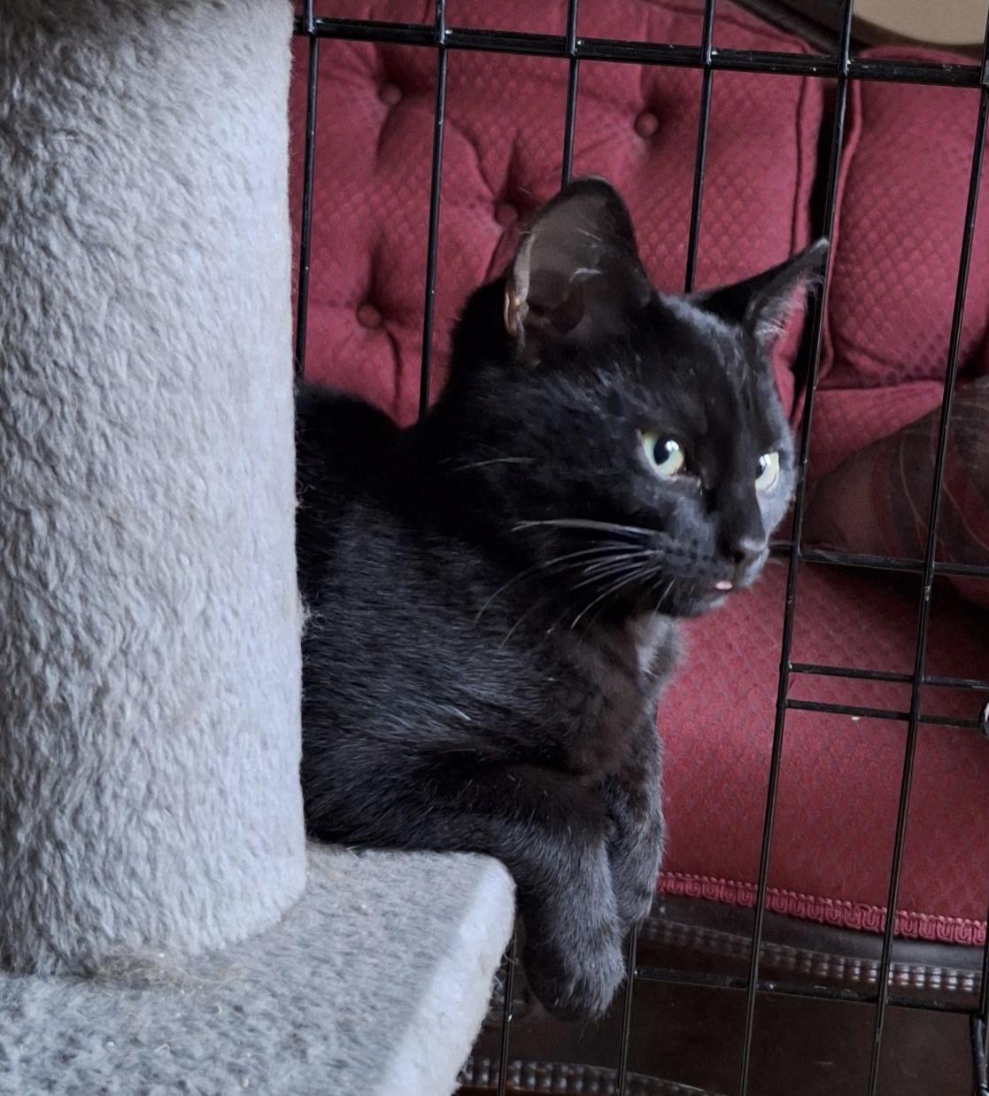 Enlarge Jasper, an adopted Domestic Short Hair in Turnersville, NJ image 1/3