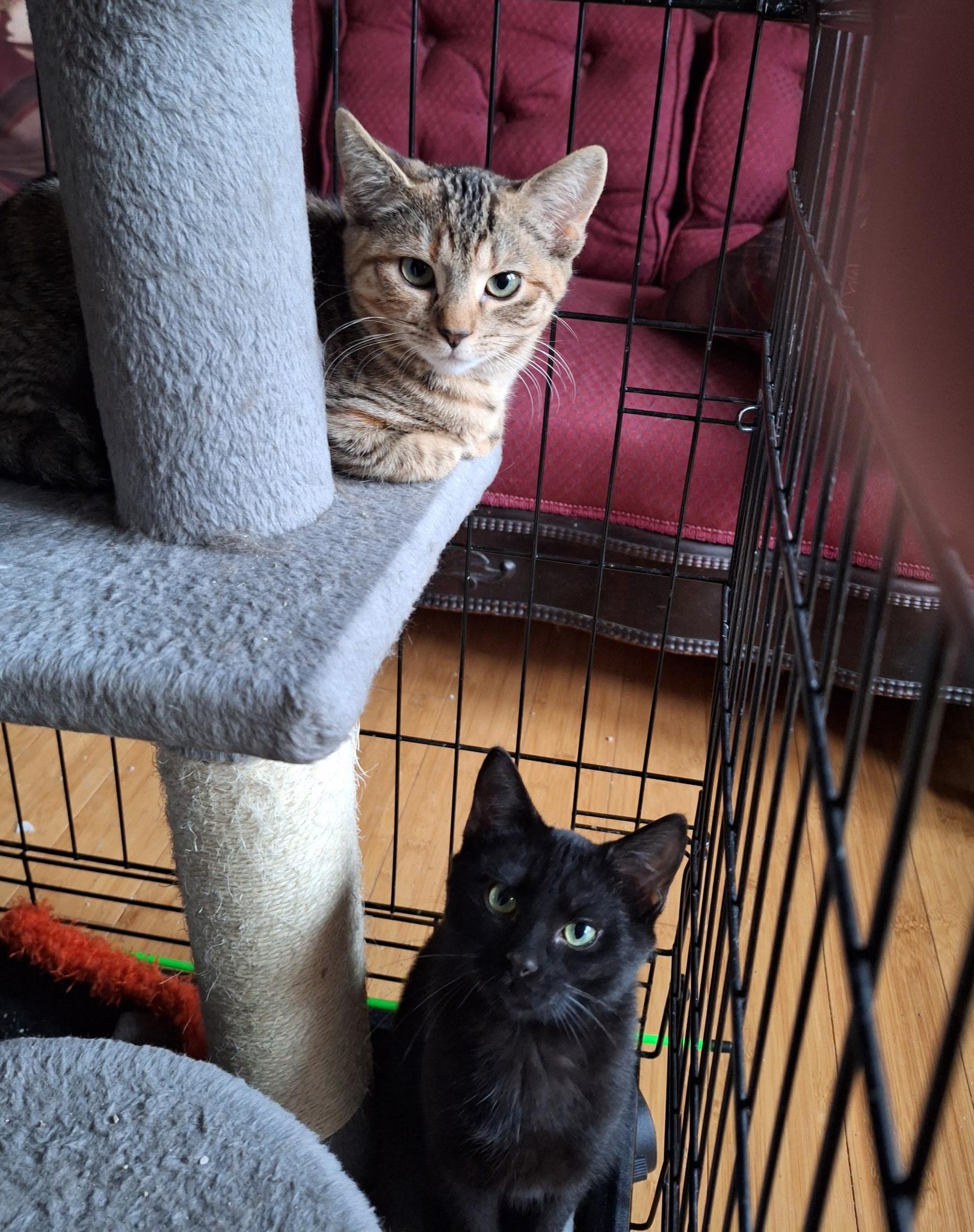 Enlarge Jasper, an adopted Domestic Short Hair in Turnersville, NJ image 2/3