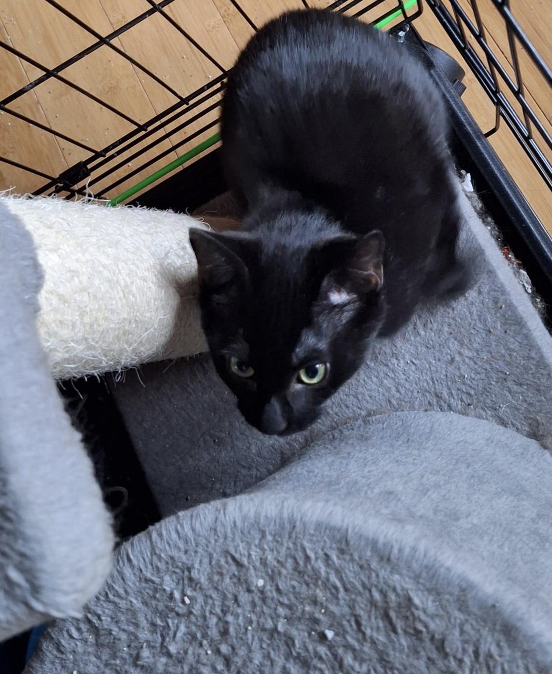 Enlarge Jasper, an adopted Domestic Short Hair in Turnersville, NJ image 3/3