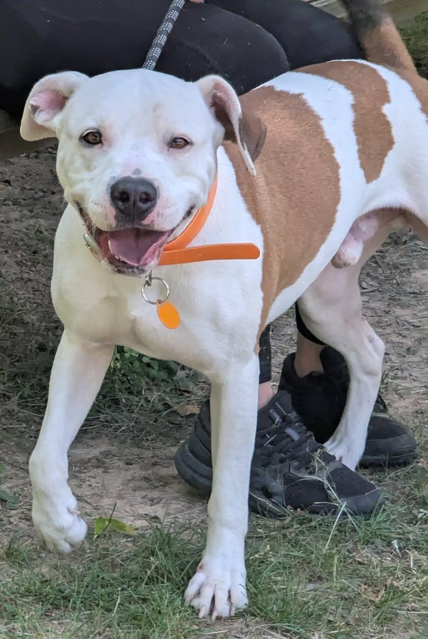 Enlarge ZEUS, a ADOPTABLE Terrier in Waverly, TN image 1/3