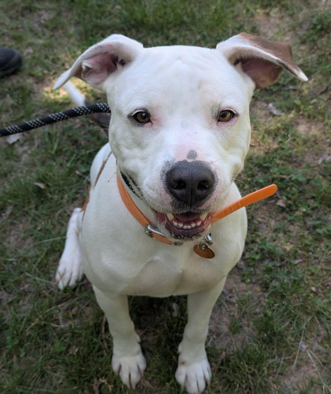 Enlarge ZEUS, a ADOPTABLE Terrier in Waverly, TN image 3/3