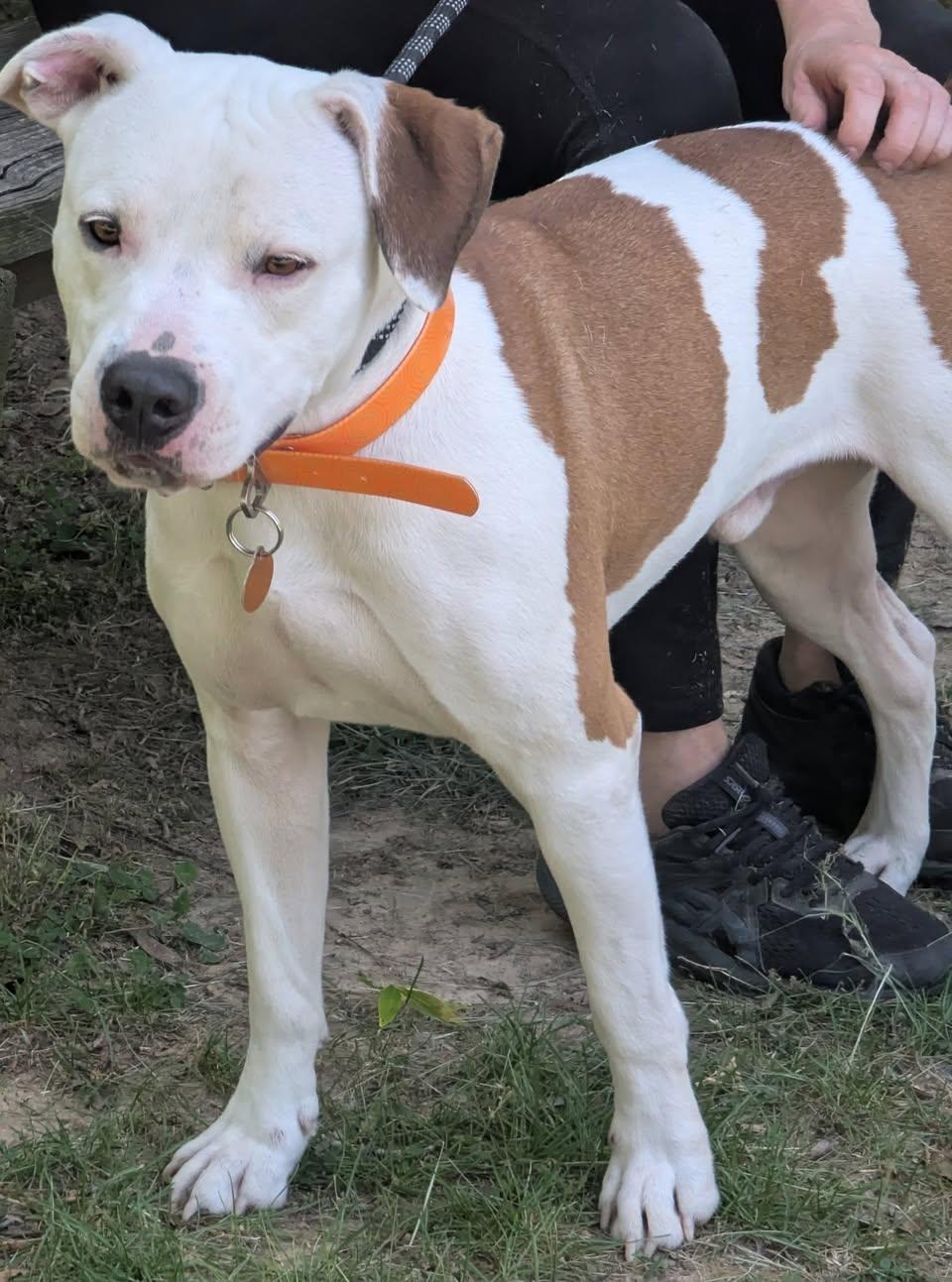 Enlarge ZEUS, a ADOPTABLE Terrier in Waverly, TN image 2/3