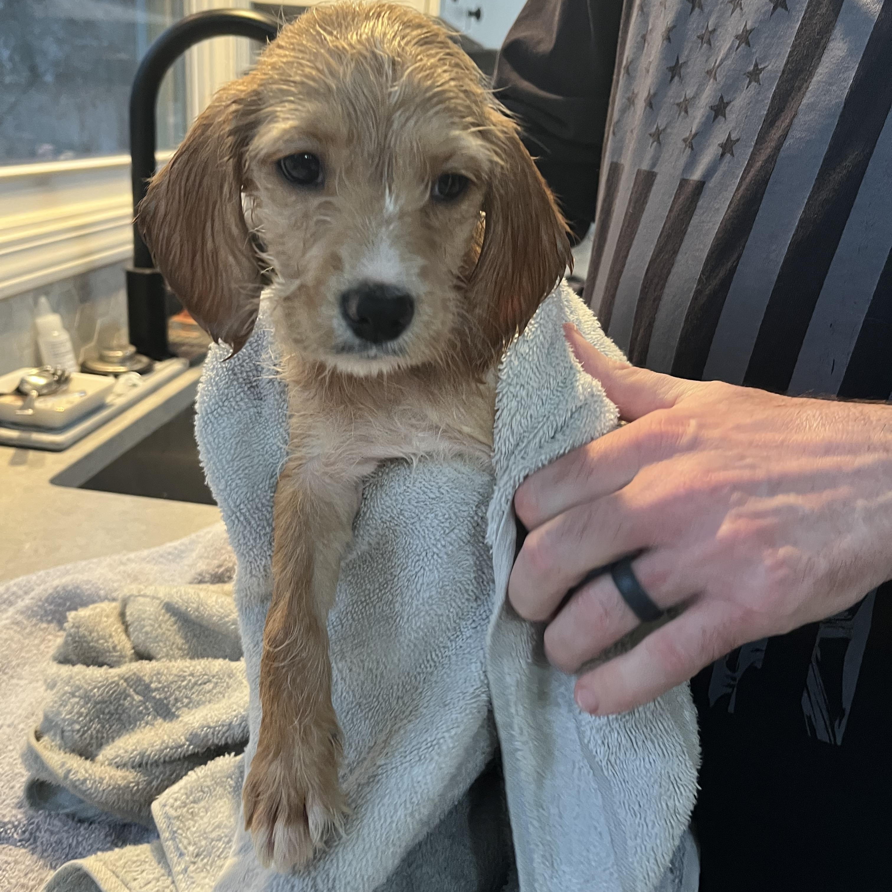 Enlarge London, a ADOPTABLE mixed breed in Byron, IL image 6/6