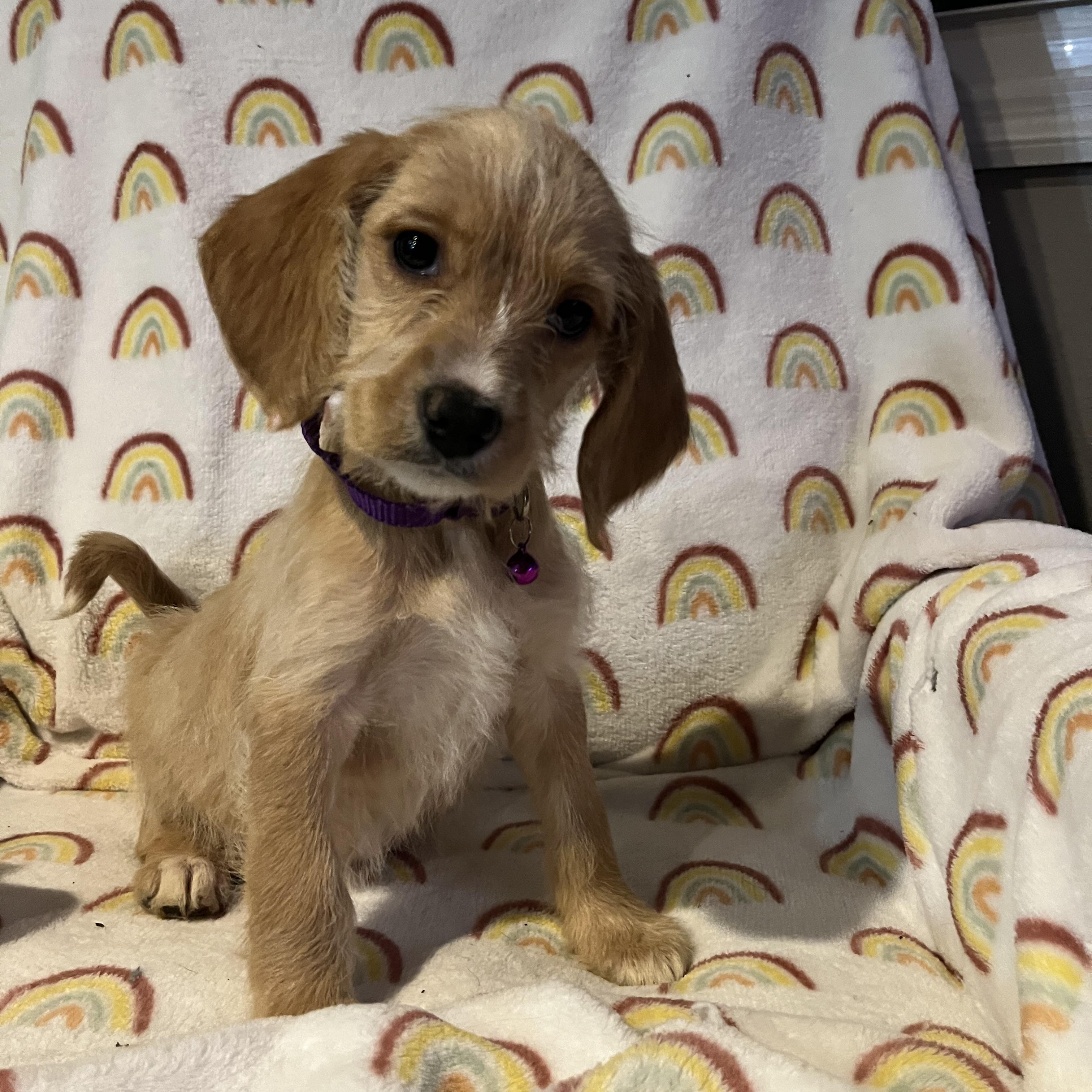 Enlarge London, a ADOPTABLE mixed breed in Byron, IL image 4/6