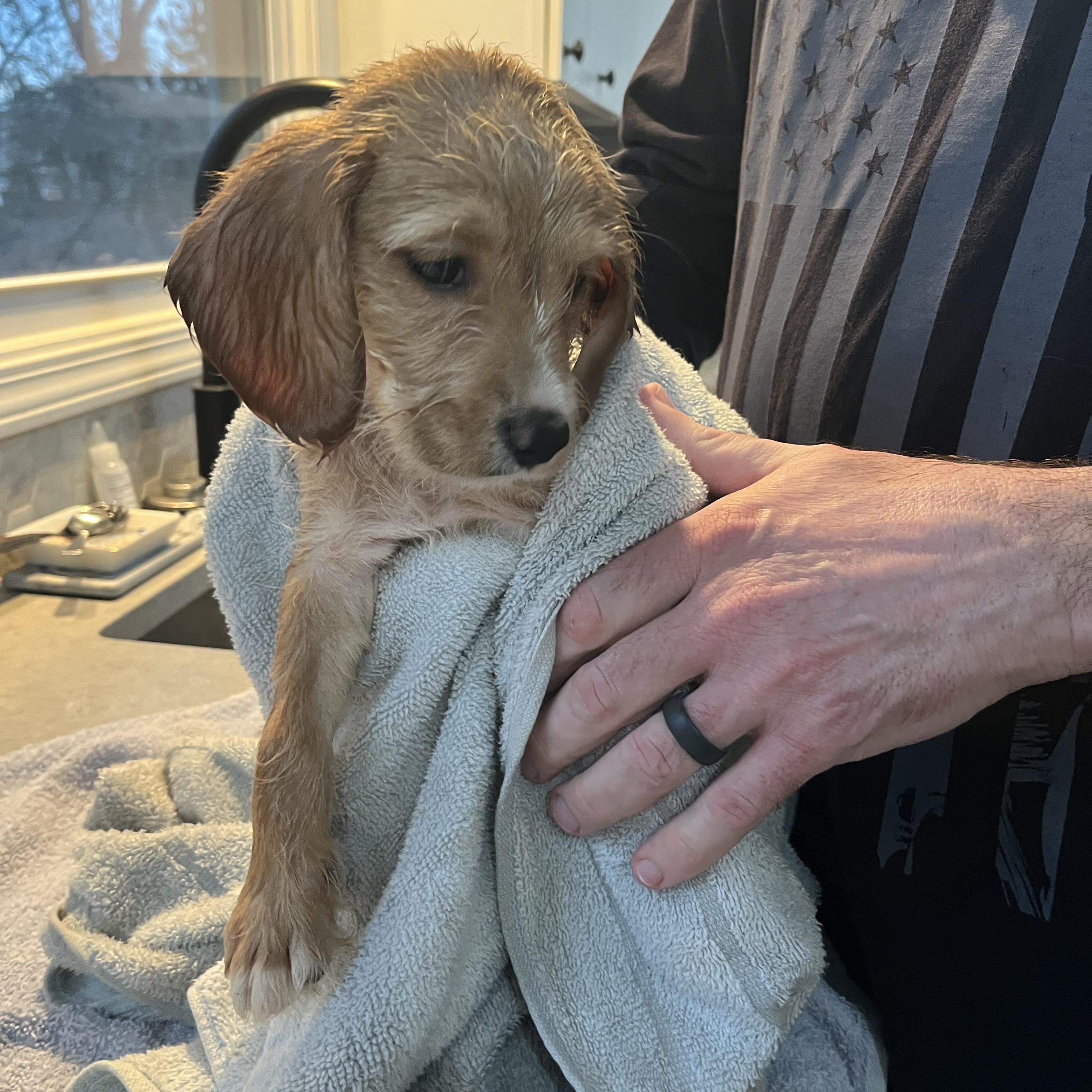 Enlarge London, a ADOPTABLE mixed breed in Byron, IL image 3/6