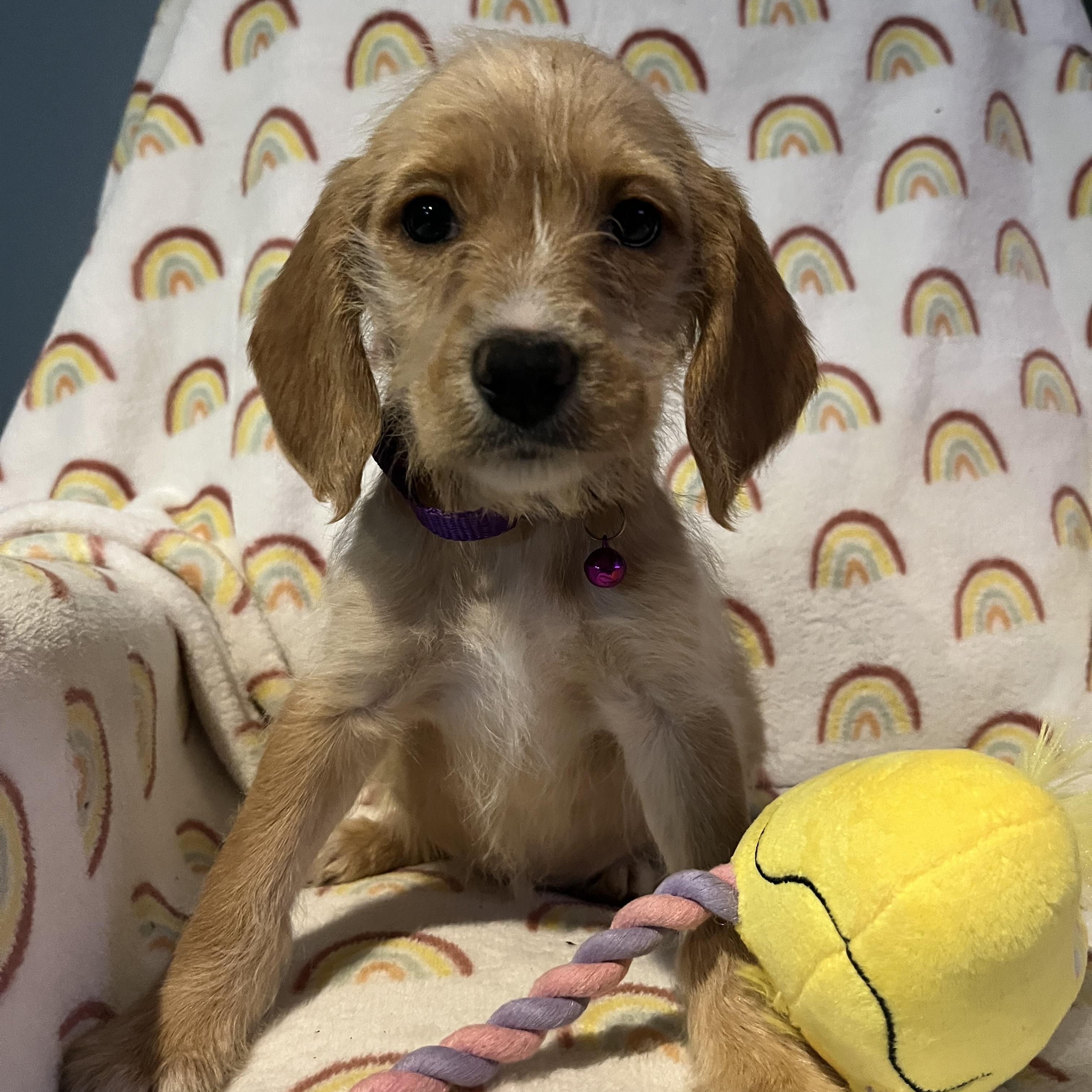 Enlarge London, a ADOPTABLE mixed breed in Byron, IL image 1/6