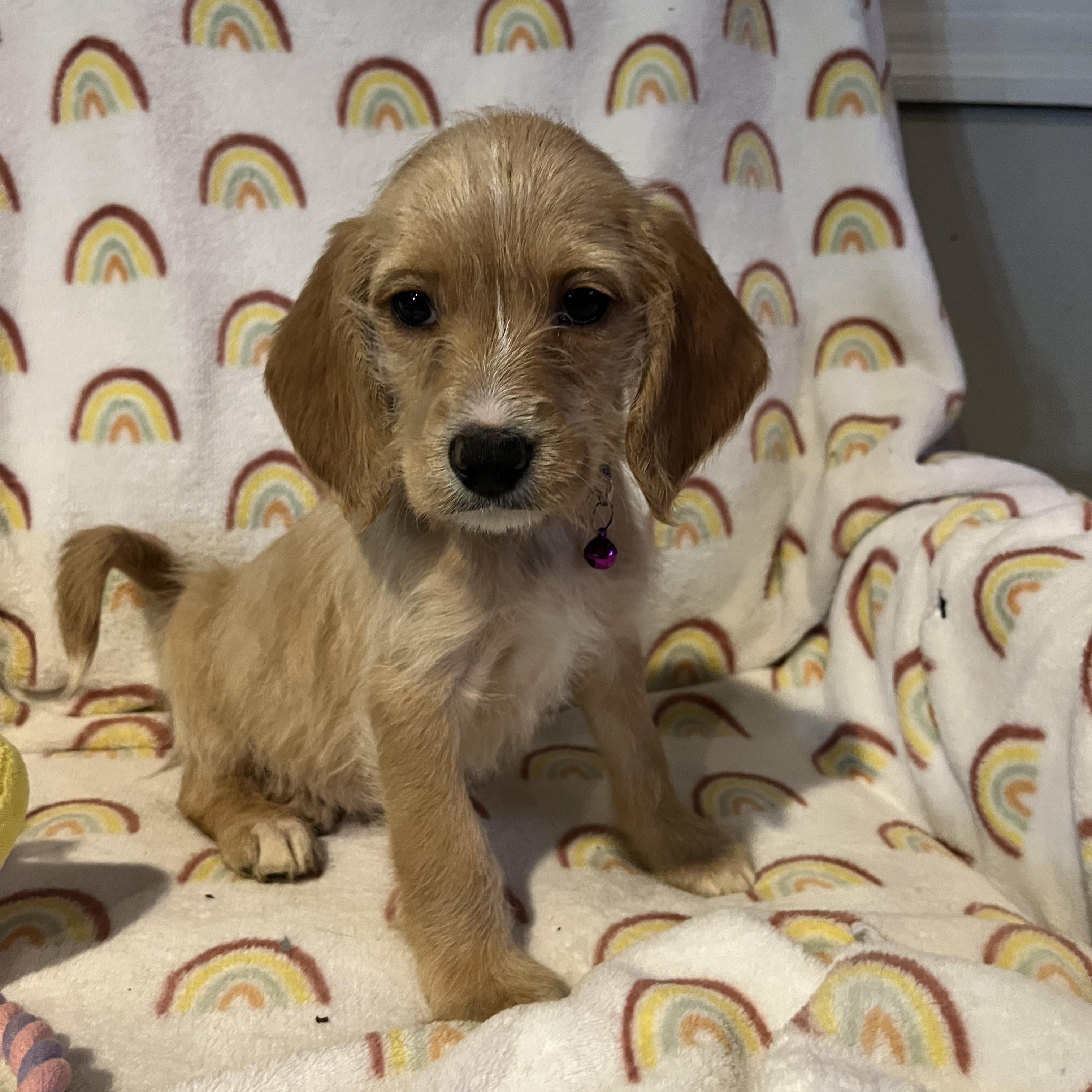 Enlarge London, a ADOPTABLE mixed breed in Byron, IL image 2/6