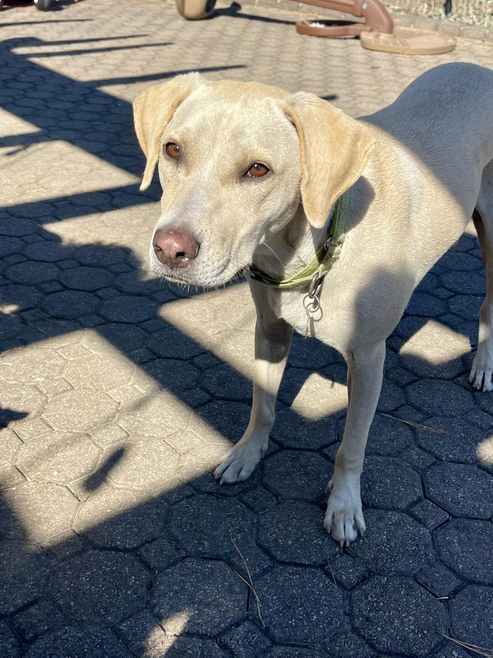 Toby - Totally Pawsome!, a Adoptable Labrador Retriever in Oakhurst, NJ image 1/3