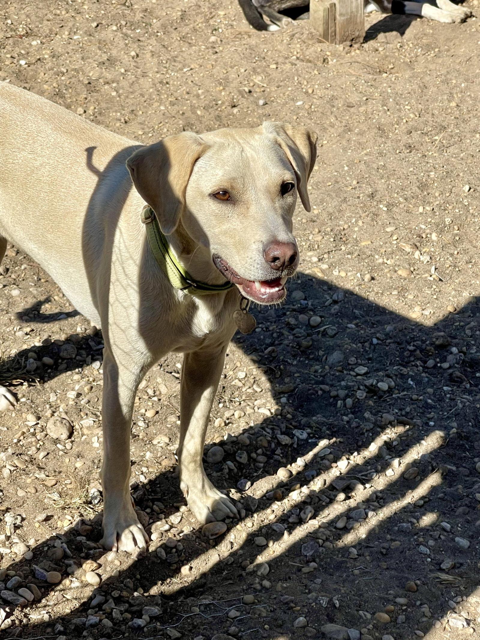 Toby - Totally Pawsome!, a Adoptable Labrador Retriever in Oakhurst, NJ image 2/3