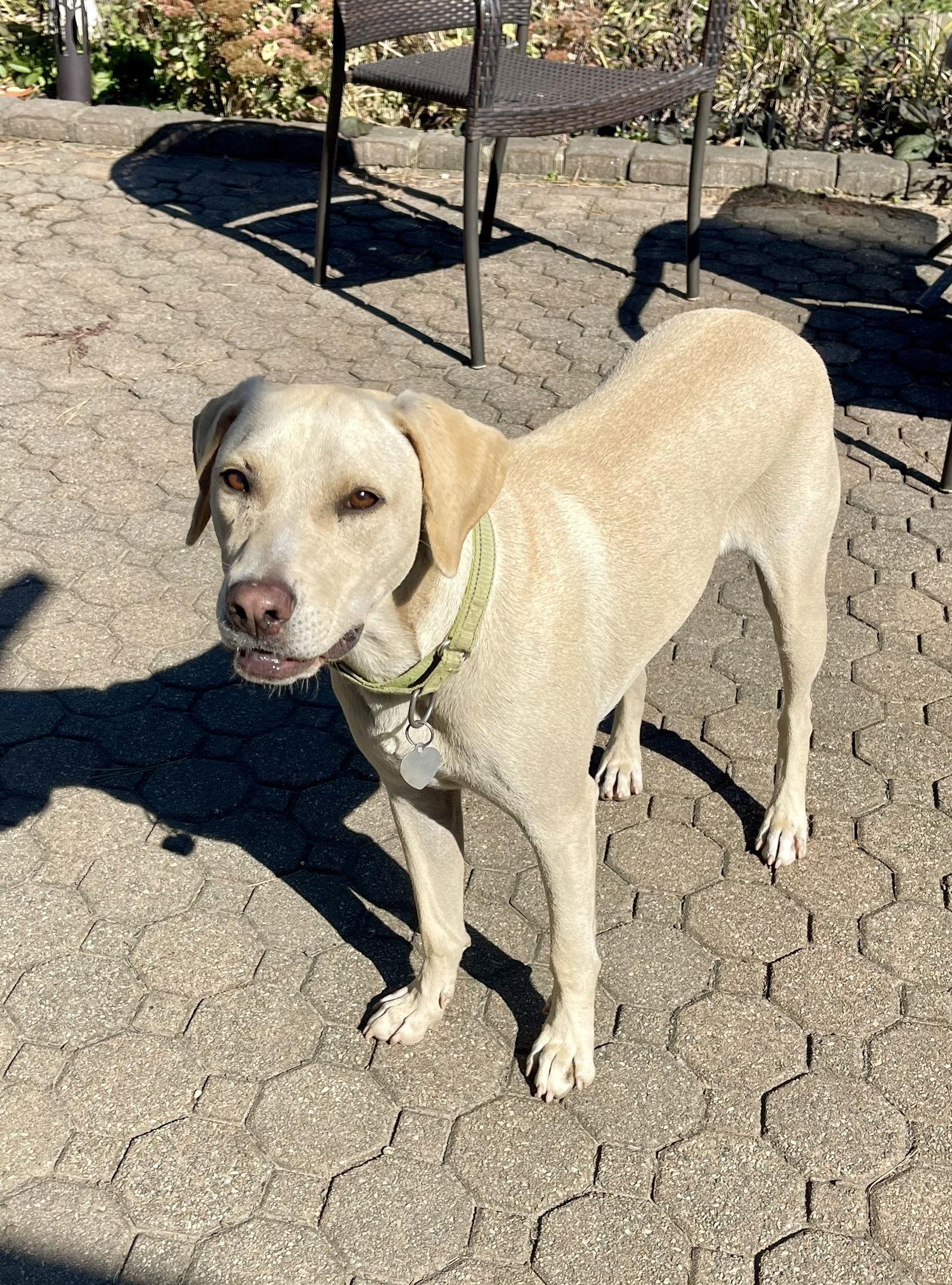 Toby - Totally Pawsome!, a Adoptable Labrador Retriever in Oakhurst, NJ image 3/3