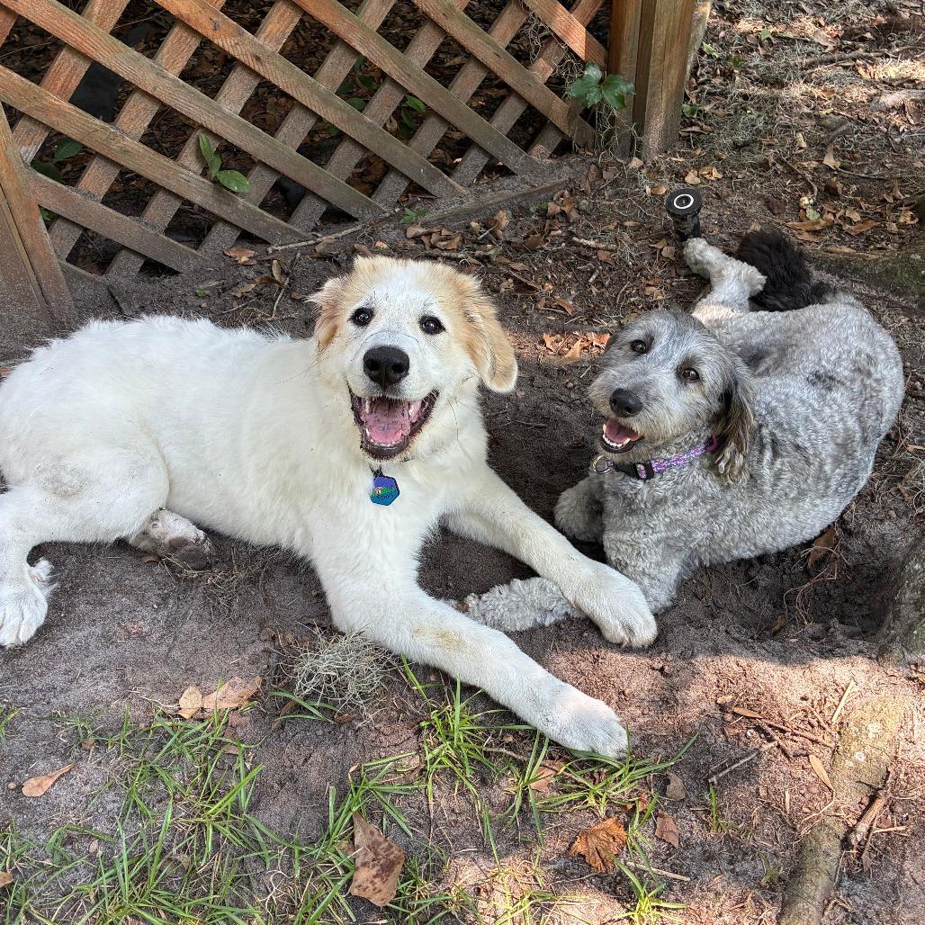 Frankie*, Adoptable, Adult Female Poodle & Australian Shepherd.