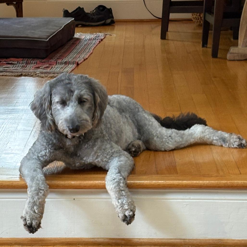 Enlarge Frankie*, a Adoptable mixed breed in Waynesville, NC image 3/4