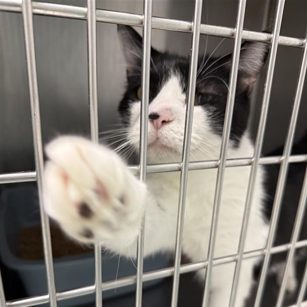 Willie, Adoptable, Adult Male Domestic Short Hair.