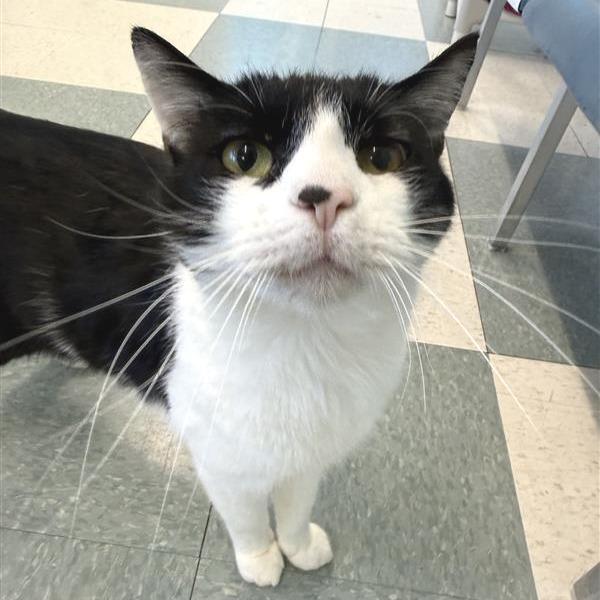 Enlarge Willie, a Adoptable Domestic Short Hair in Mount Shasta, CA image 1/5