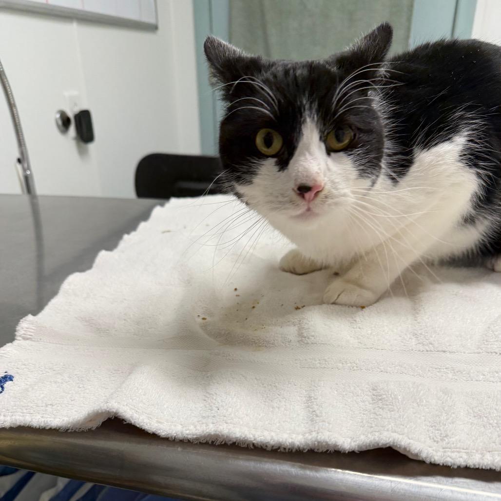 Enlarge Willie, a Adoptable Domestic Short Hair in Mount Shasta, CA image 2/4