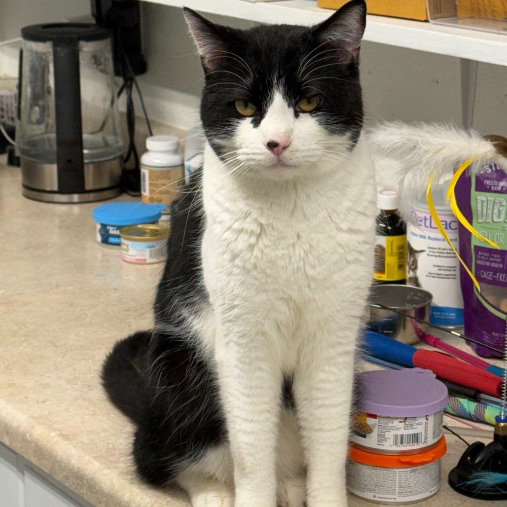 Enlarge Willie, a Adoptable Domestic Short Hair in Mount Shasta, CA image 3/4