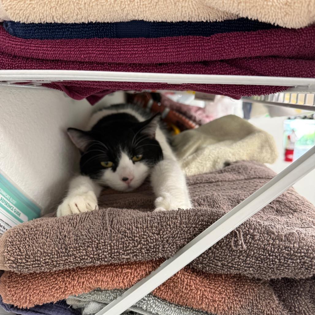 Enlarge Willie, a Adoptable Domestic Short Hair in Mount Shasta, CA image 4/4