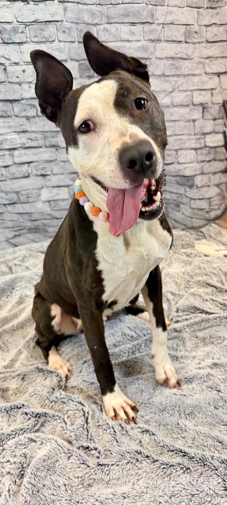 Enlarge Oreo, a Adoptable Mixed Breed in Muskegon, MI image 1/3