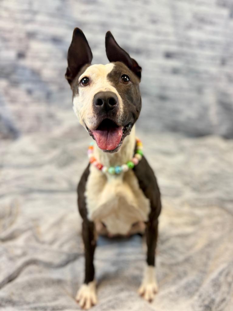 Enlarge Oreo, a Adoptable Mixed Breed in Muskegon, MI image 2/3