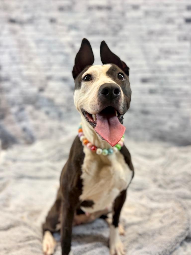 Enlarge Oreo, a Adoptable Mixed Breed in Muskegon, MI image 3/3