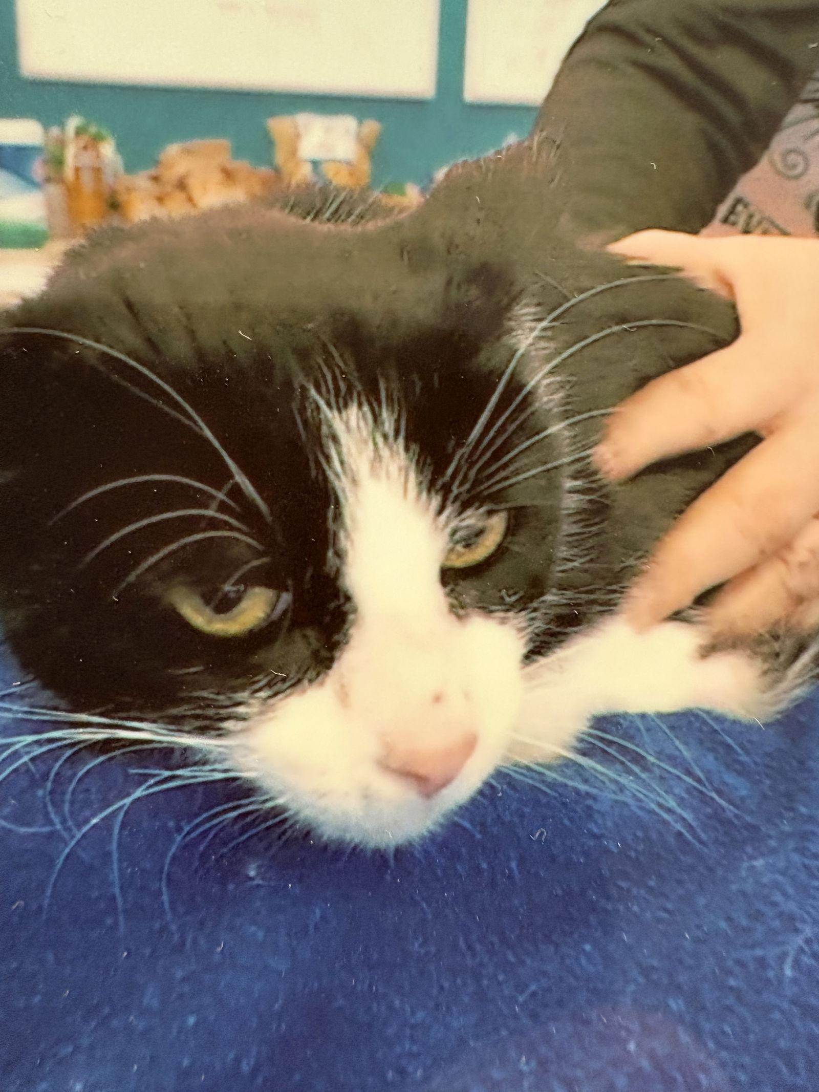 Spicy, Adoptable, Adult Female Domestic Short Hair.