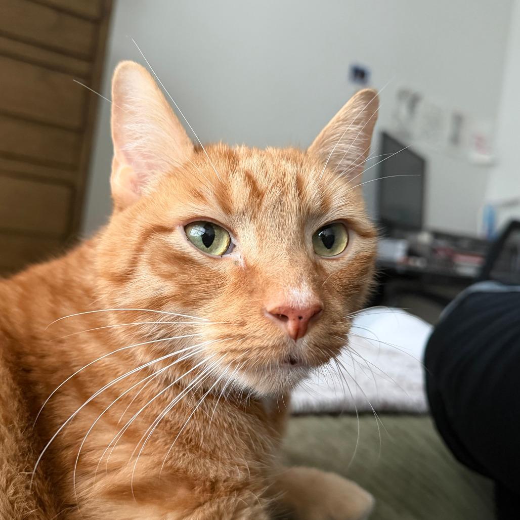 Enlarge Kiwi, a Adoptable Domestic Short Hair in New York, NY image 1/6