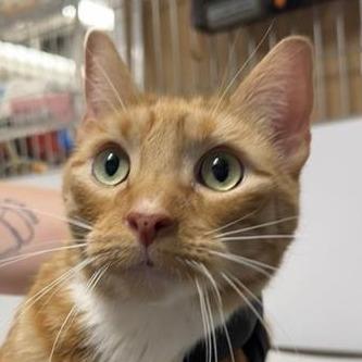 Enlarge Kiwi, a Adoptable Domestic Short Hair in New York, NY image 2/6