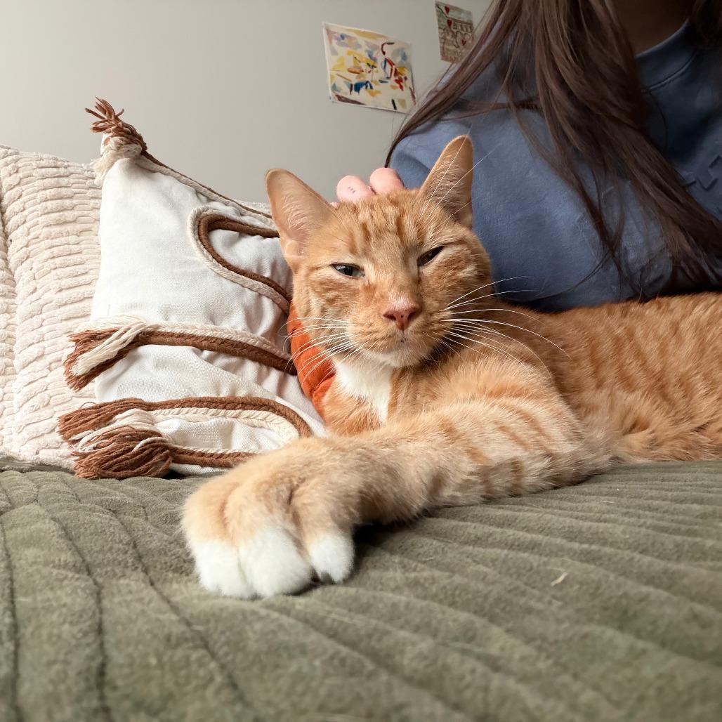 Enlarge Kiwi, a Adoptable Domestic Short Hair in New York, NY image 3/6