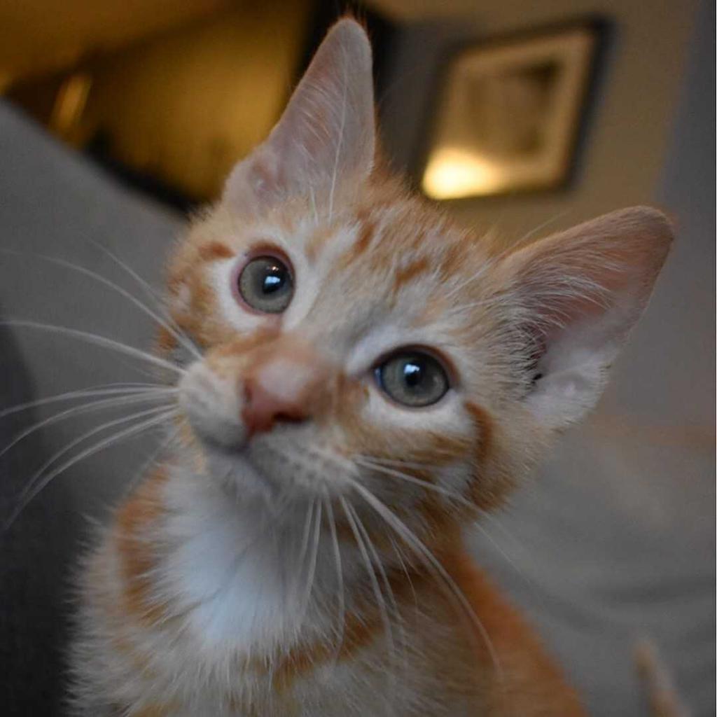 Enlarge Kiwi, a Adoptable Domestic Short Hair in New York, NY image 4/6