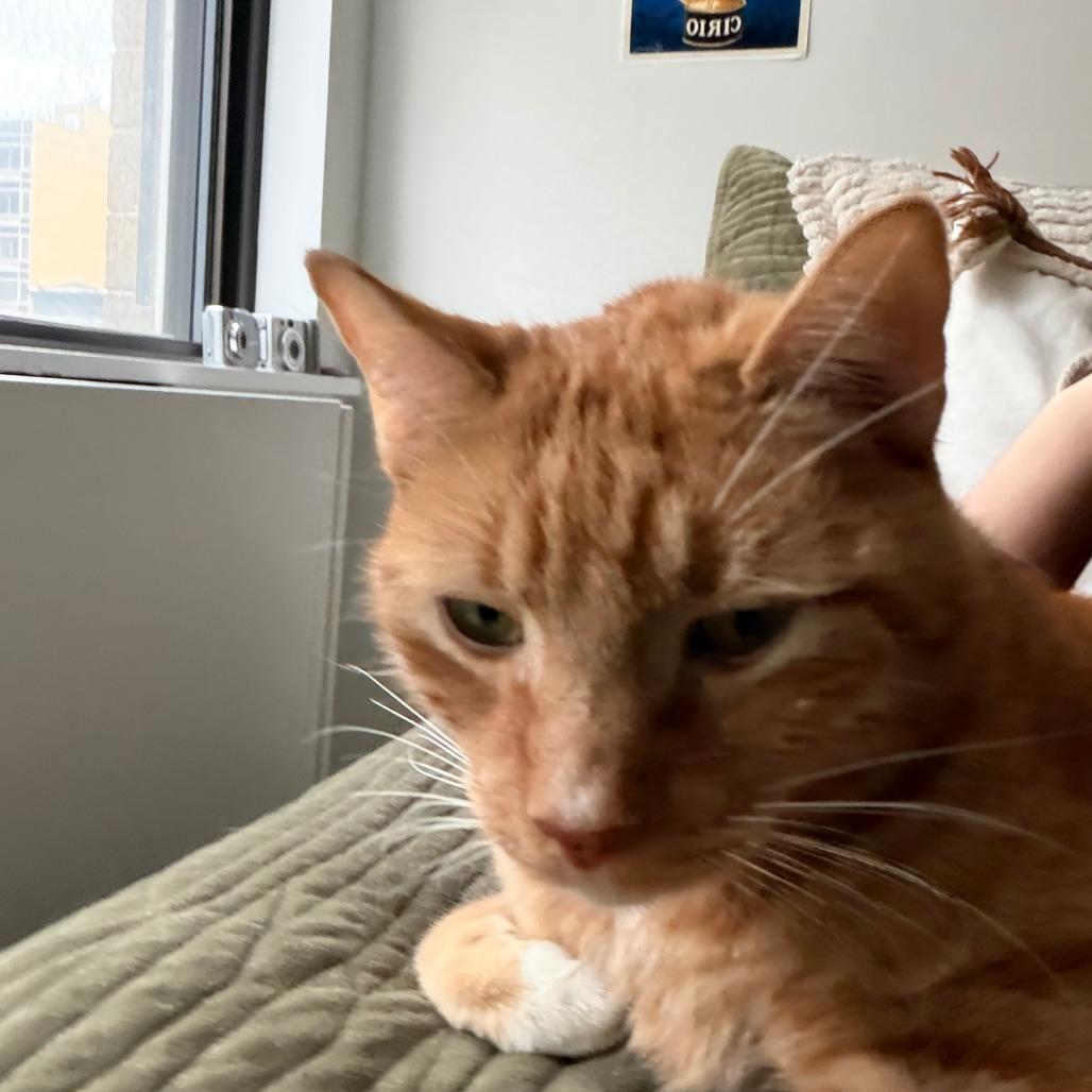 Enlarge Kiwi, a Adoptable Domestic Short Hair in New York, NY image 5/6