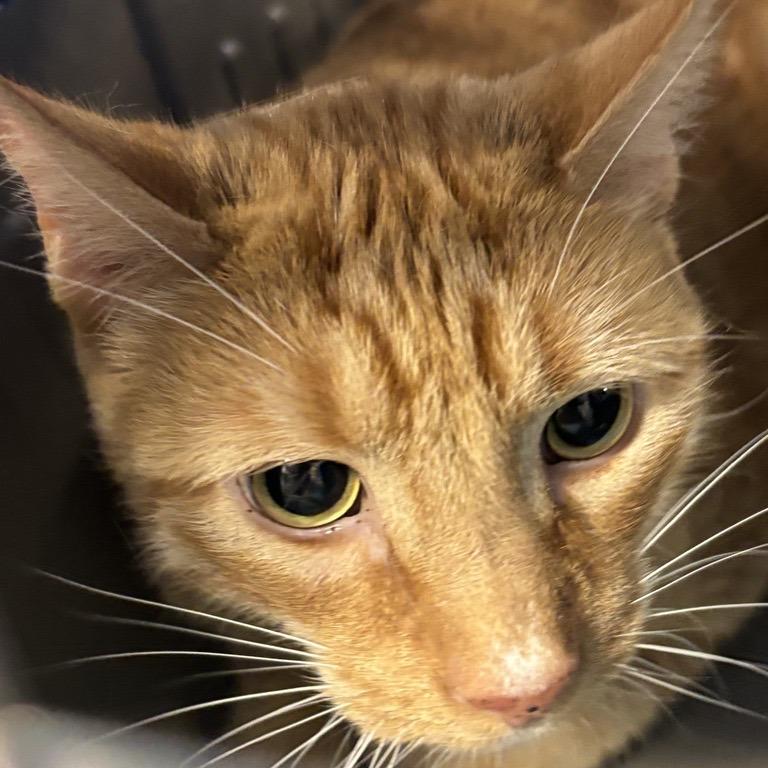 Enlarge Kiwi, a Adoptable Domestic Short Hair in New York, NY image 6/6