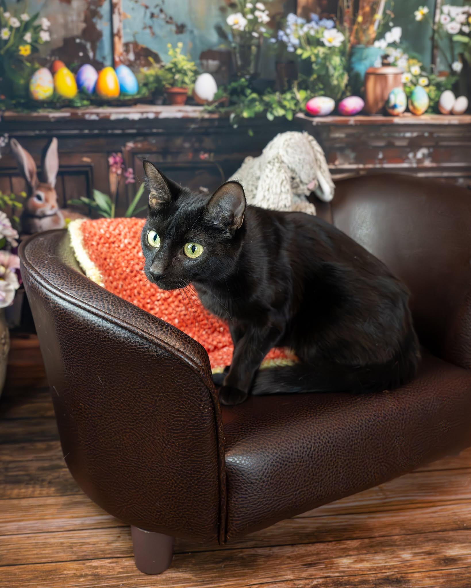 Enlarge Astrid, a ADOPTABLE Domestic Short Hair in Lapeer, MI image 3/3