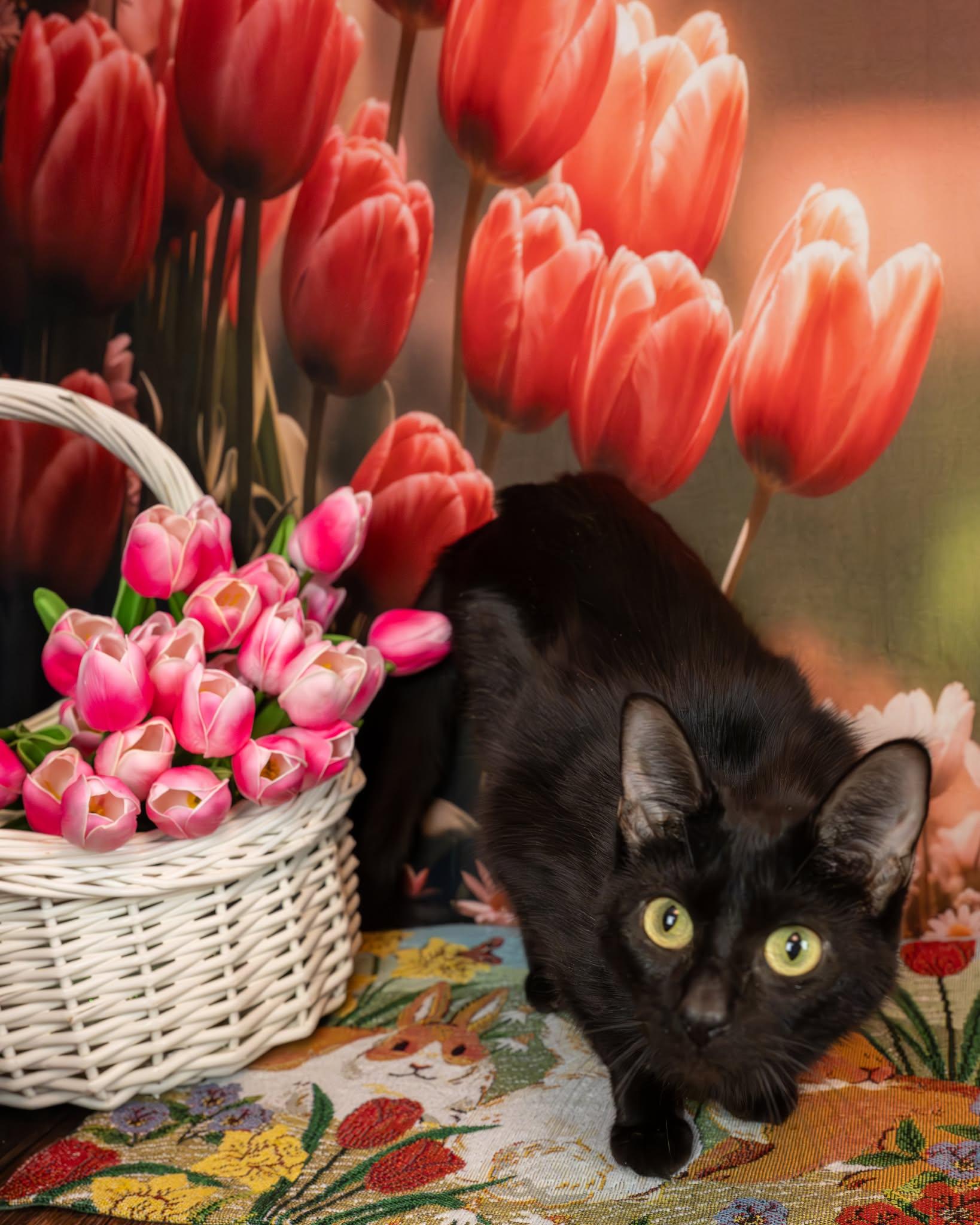 Enlarge Astrid, a ADOPTABLE Domestic Short Hair in Lapeer, MI image 2/3