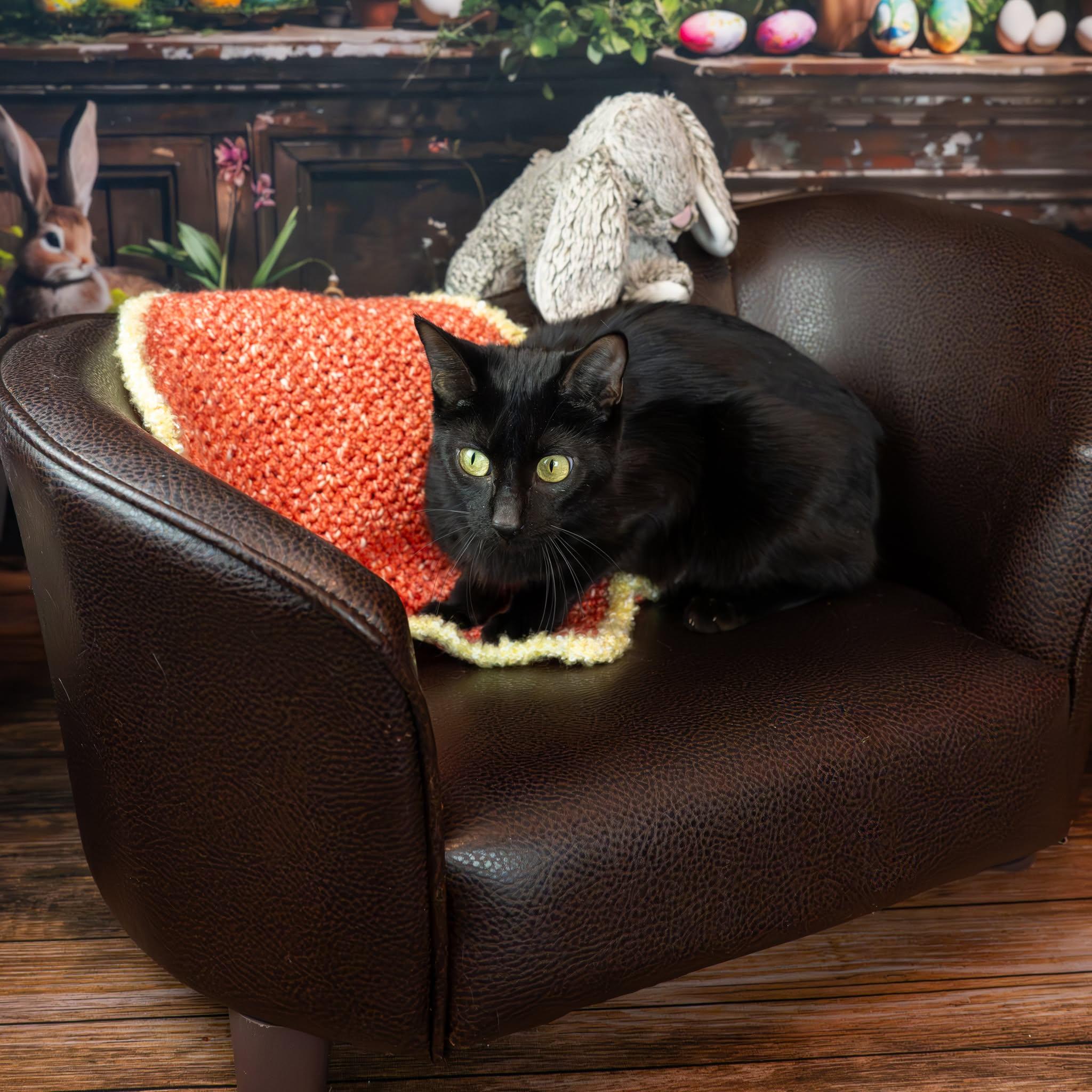 Astrid, ADOPTABLE, Adult Female Domestic Short Hair.