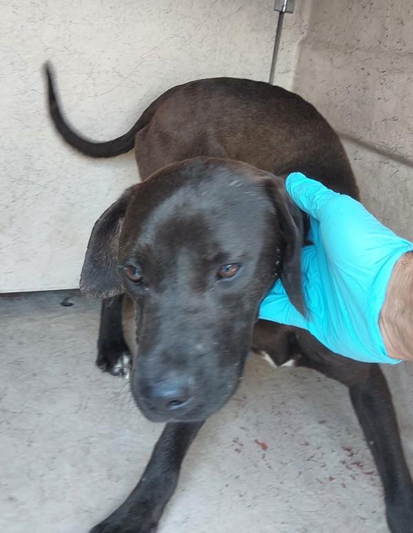 Alfred, Adoptable, Adult Male Terrier.
