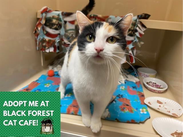 AMBER, Adoptable, Adult Female Domestic Short Hair.