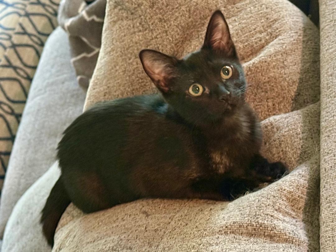 Little Miss Muffet, Baby Female Domestic Short Hair