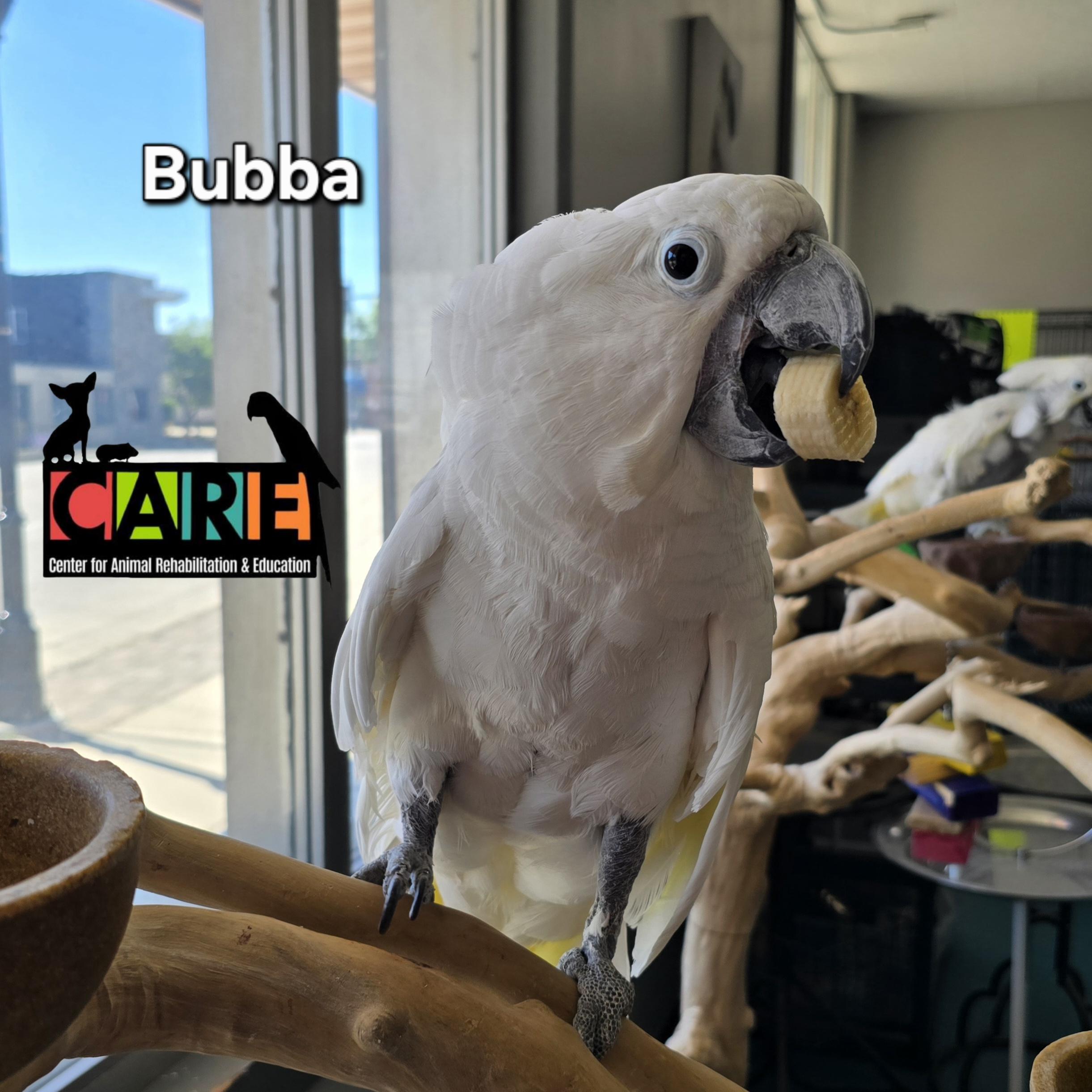 Bubba photo