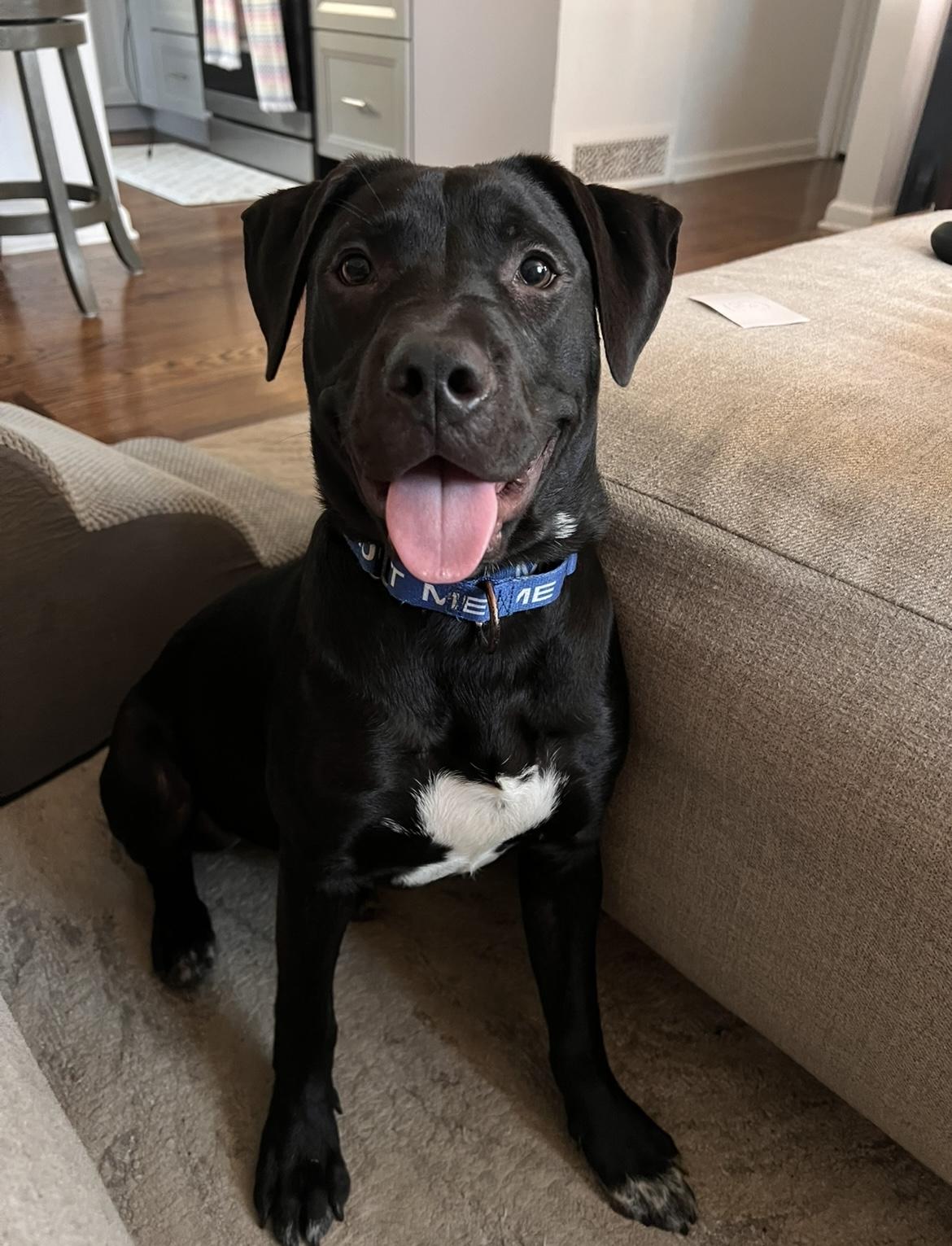 Lewis, Baby Male Labrador Retriever