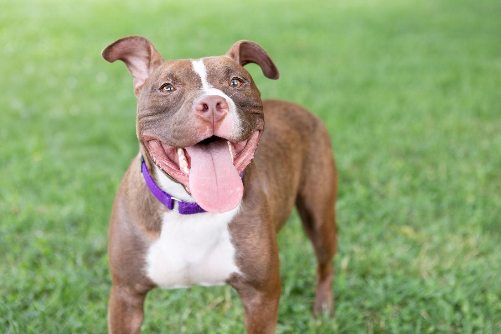 Orangelo, Adoptable, Young Male Pit Bull Terrier.