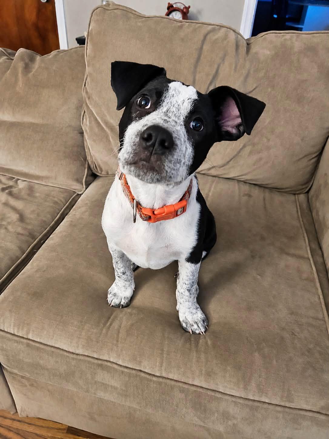 Topher, an adoptable mixed breed in Oregon, OH image 1/3
