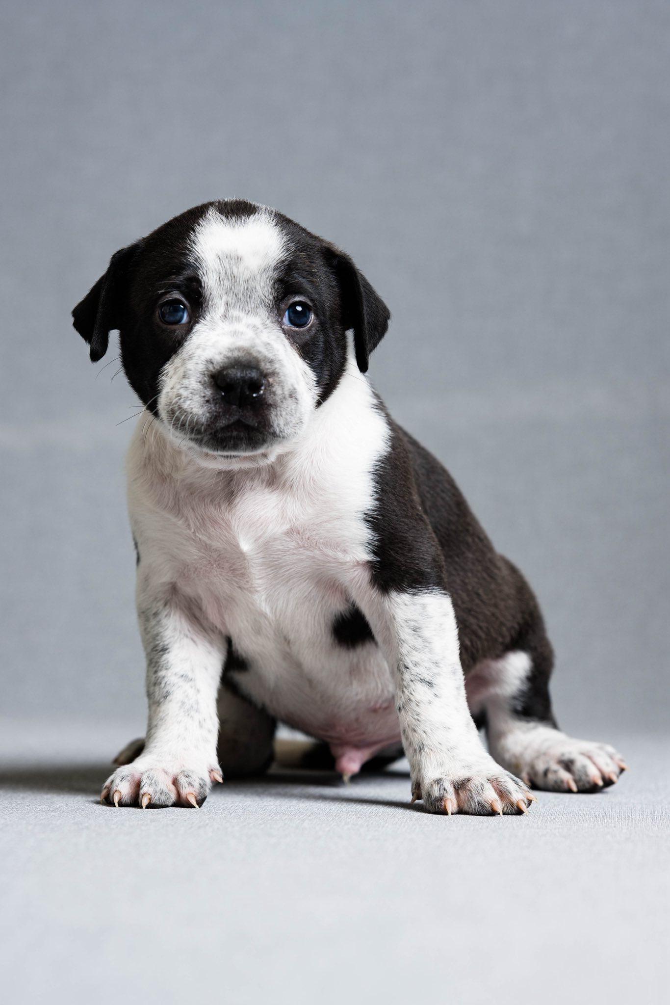Topher, adoptable, Puppy Male Mixed Breed.
