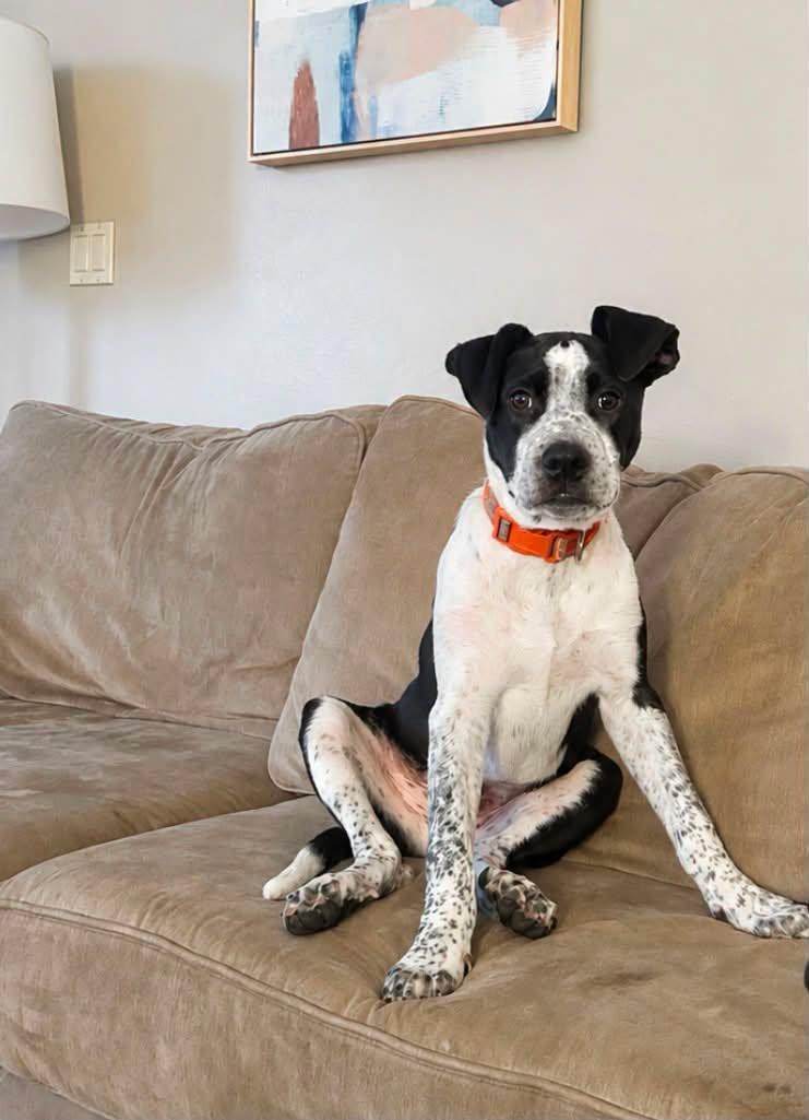 Topher, Adoptable, Young Male Mixed Breed.