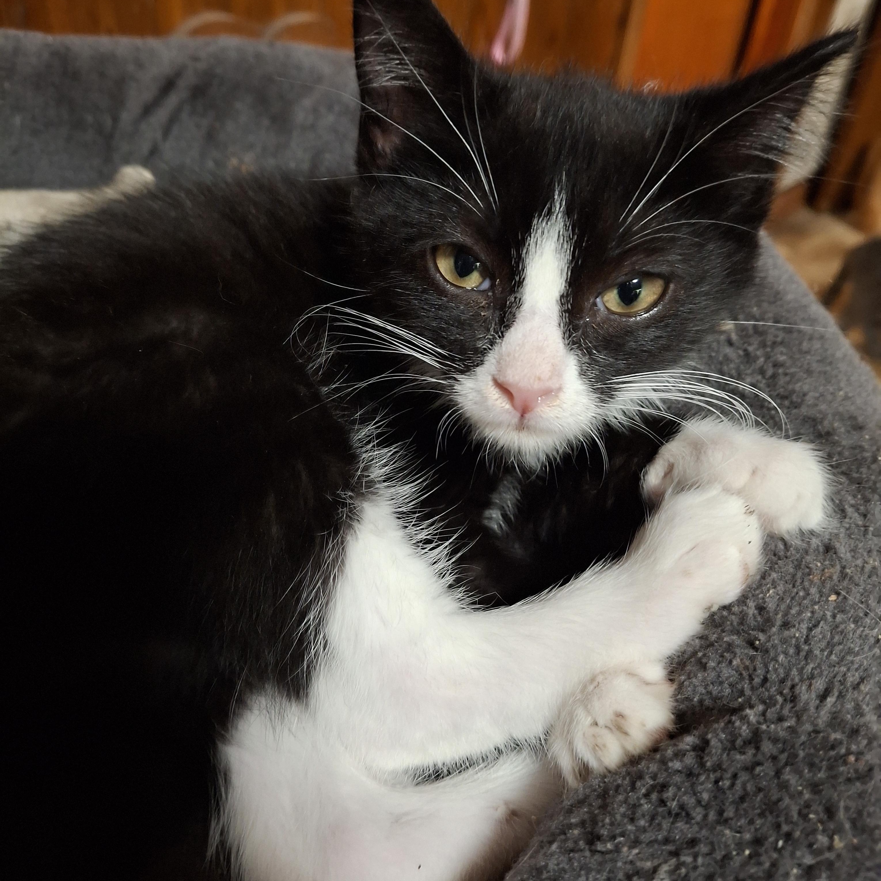 Bruschetta Tuxedo Cat