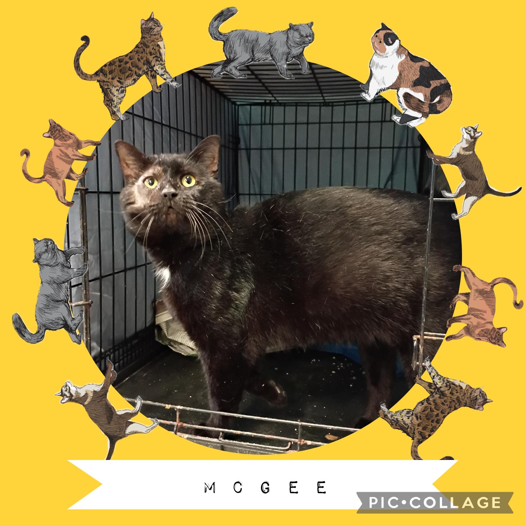 McGee, adoptable, Adult Male Domestic Short Hair.