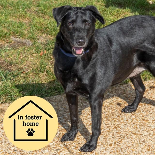 Enlarge NEGRETTA, a Adoptable mixed breed in Saint Louis, MO image 1/1