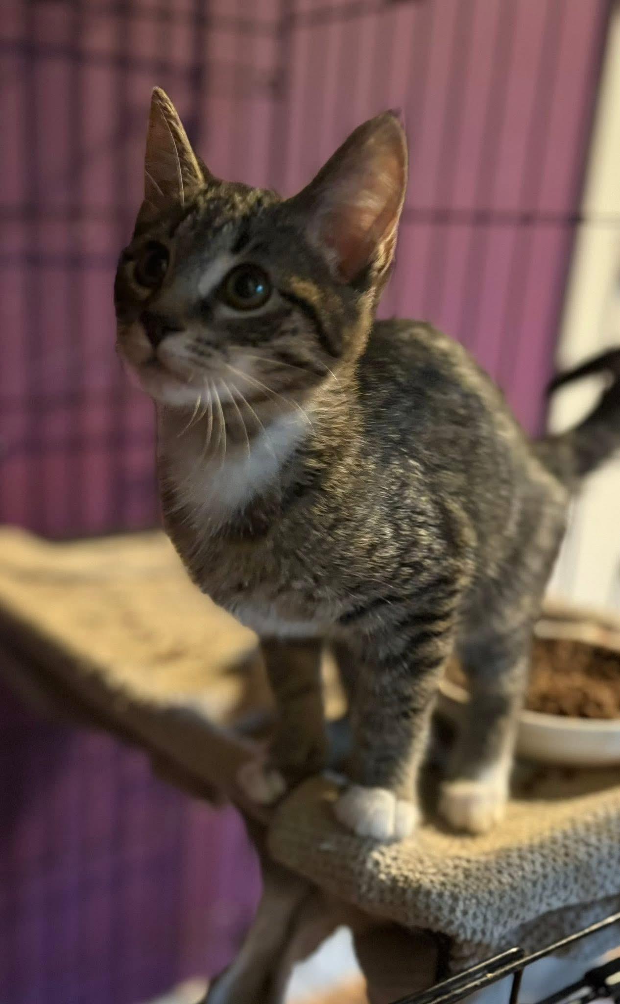 Lady Morgan, Baby Female Domestic Short Hair