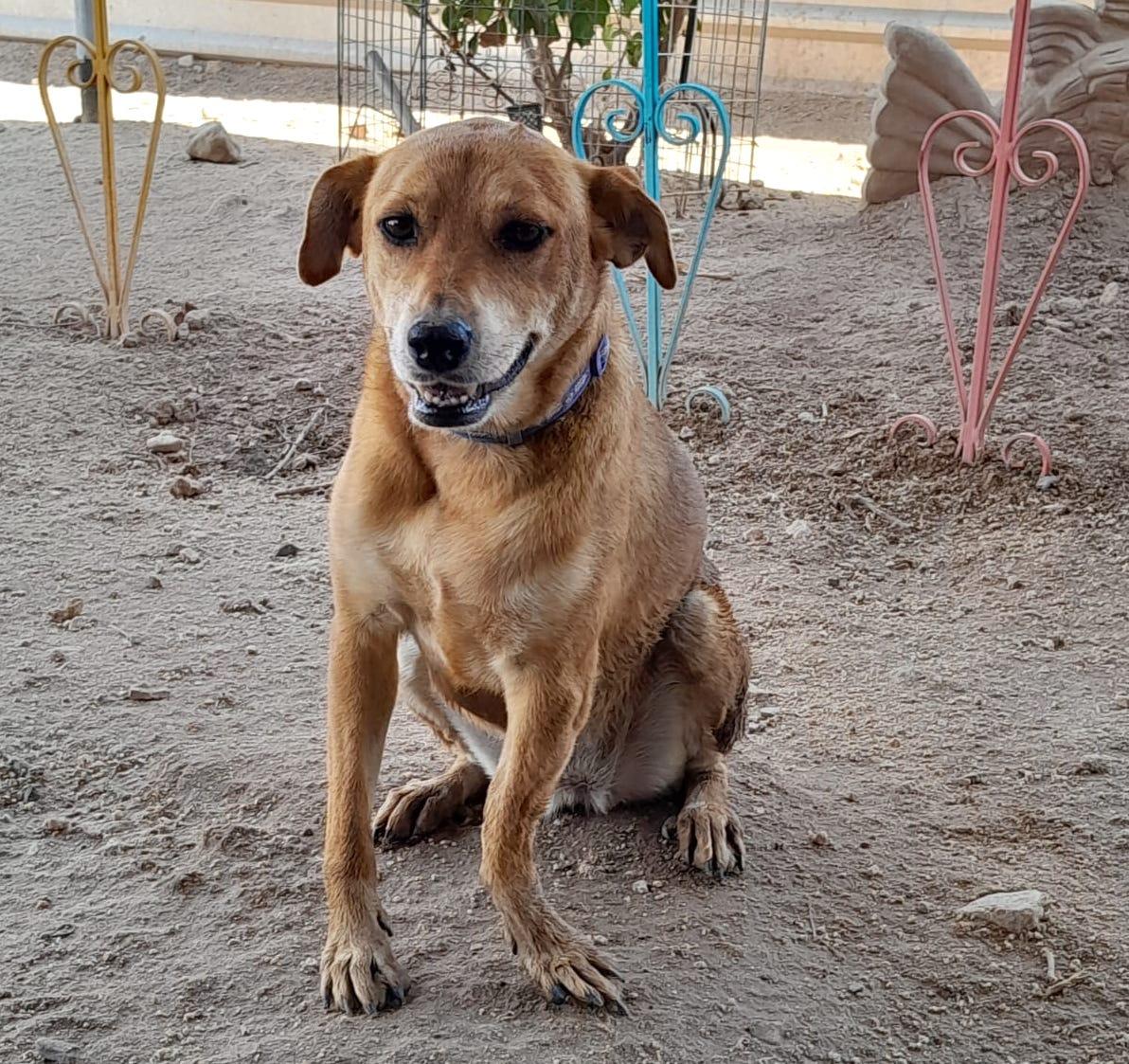 Enlarge Summer (2), a Adoptable mixed breed in Mexicali, BCN image 1/5